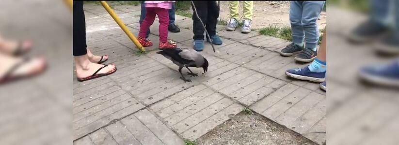 По Новороссийску разгуливает ручная говорящая ворона: жители города снимают ее на видео и выкладывают ролики в сеть