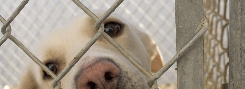 «Питомник для бездомных животных построим до августа 2020 года», - пообещал зоозащитникам глава Новороссийска