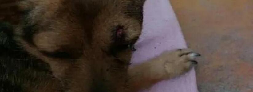 На Кубани собака сторожила умирающего после ДТП хозяина