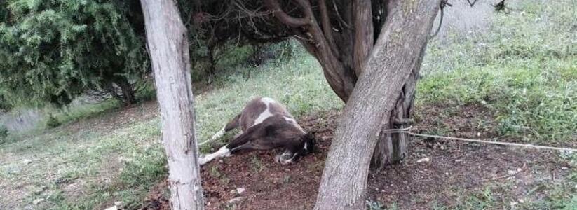 «Как объяснить детям, что их любимцев больше нет?»: в лесу под Новороссийском обнаружены мертвые пони