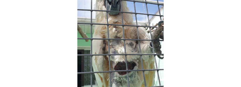 «Ласковый, больной и одинокий»: посетители обнаружили какаду с раной на животе в парке живой природы под Новороссийском