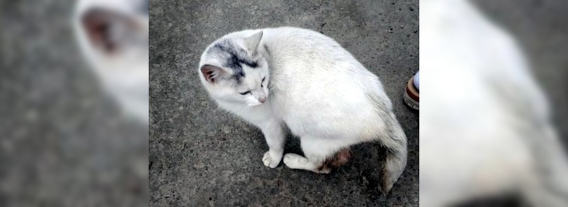 Жители Новороссийска создали петицию, чтобы найти виновных в издевательстве над кошкой