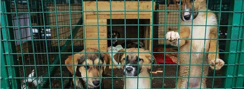 В Новороссийске построят приют для животных на 200 мест за 124 миллиона рублей