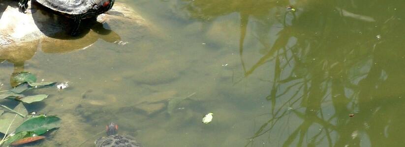 В «бетонном корыте» в парке Фрунзе Новороссийска страдает черепаха. Новый водоем не предназначен для жизни пресмыкающихся