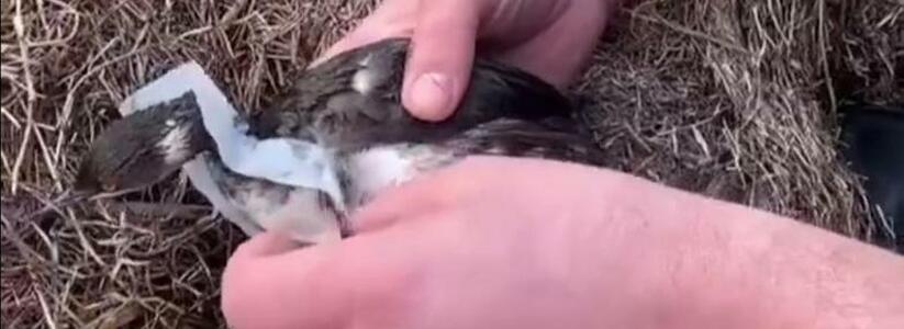 «Что мы творим с природой!?»: на Суджукской косе птенец запутался в полиэтиленовом пакете (видео)