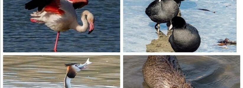 Нутрия, фламинго и поганки: фото и видео временных и постоянных обитателей Суджукской лагуны в Новороссийске