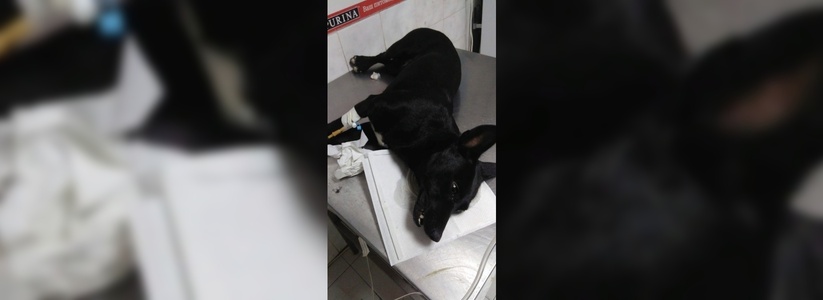 «Собака билась в мучительных конвульсиях»: волонтеры Новороссийска рассказали о травле животных в пригороде