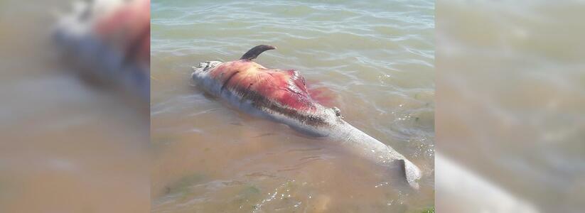 Жители Новороссийска обнаружили в Цемесской бухте растерзанного дельфина