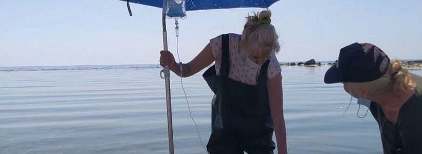 В Новороссийске разыскивают добровольцев, готовых помогать дельфинам