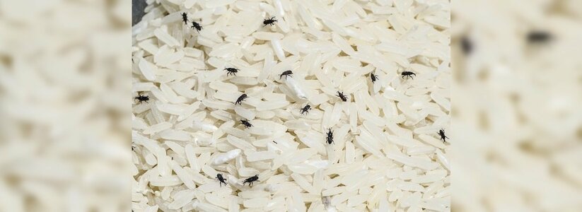 В порту Новороссийска задержали 125 тонн зараженного риса