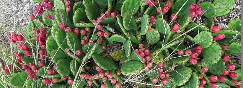 В горах Новороссийска поспели съедобные кактусы