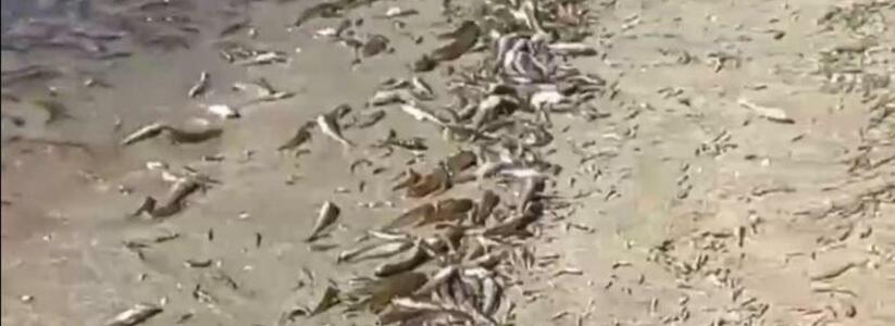 «Окровавленная рыба разбросана по всему берегу…»: браконьеры «косят» кефаль на пляже Алексино в Новоросисйске