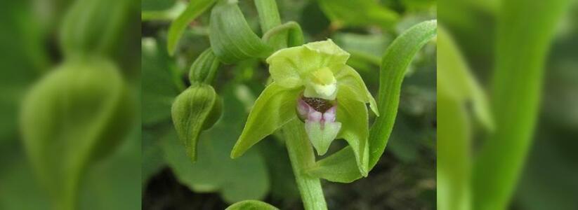 Под Новороссийском нашли новую орхидею: ее назвали «Дремлик черноморский»