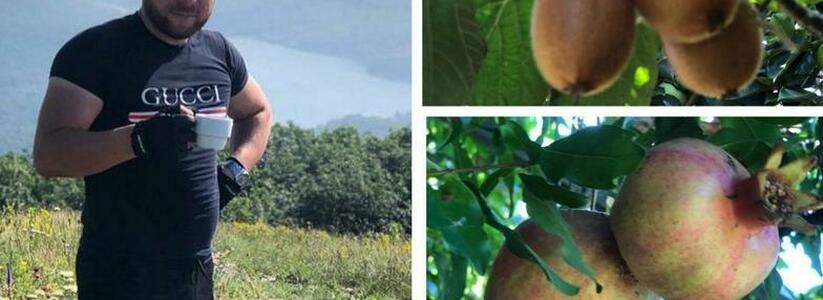Сочные мандарины и сладкие киви: житель Новороссийска вырастил экзотический сад на своем участке