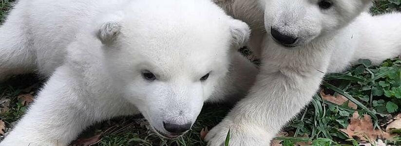 Белые медвежата в сафари-парке Геленджика вышли на свою первую прогулку (видео)