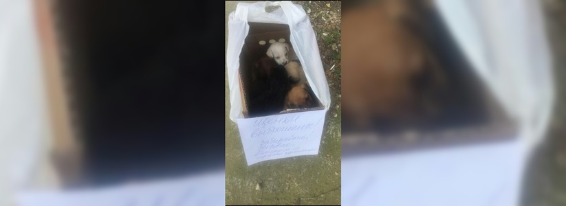 Пятерых щенков выбросили в мусорный бак в центре Новороссийска