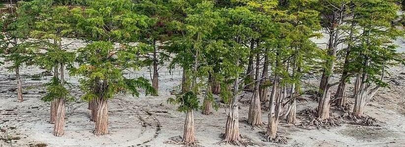 На пересохшем озере Сукко под Анапой появились побеги молодых деревьев: 153 сеянца кипарисов пересадили в питомник