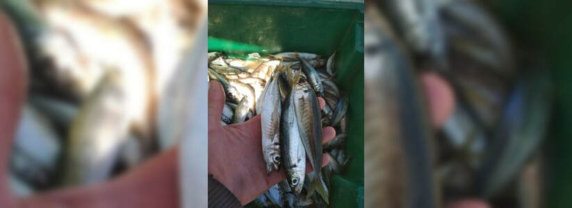5 килограммов за 4 часа: новороссийские рыбаки хвастаются отличными уловами крупной ставриды