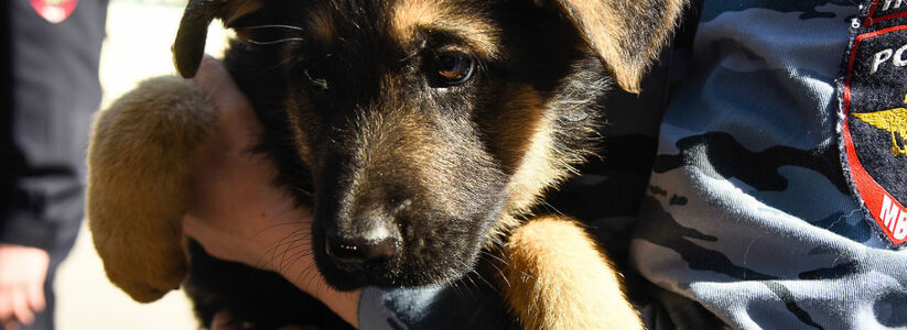 Полиция Новороссийска купит щенков немецких овчарок и спаниелей