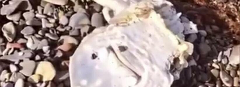 Местные жители обнаружили мертвого ската на пляже под Новороссийском