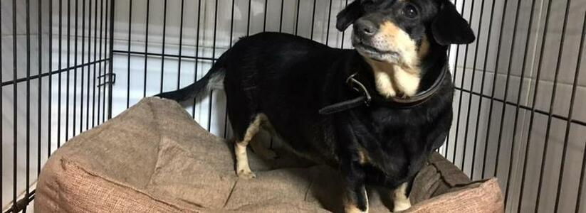 «Собака плачет вторые сутки!»: хозяева бросили питомца в ветеринарной клинике Новороссийска