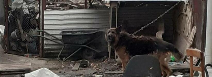 «Собака постоянно плачет!»: под Новороссийском овчарка живет на короткой цепи в зловонной жиже среди отходов