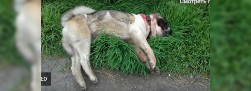 Мир не без добрых людей: пес, которому прострелили глаз в станице Раевской, обрел любящую семью