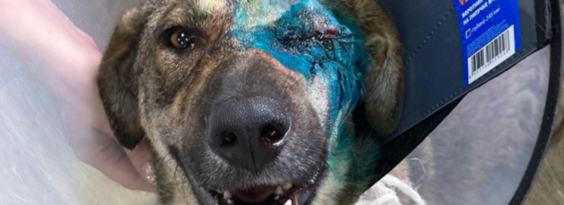 В Новороссийске собаку расстреляли из дробовика