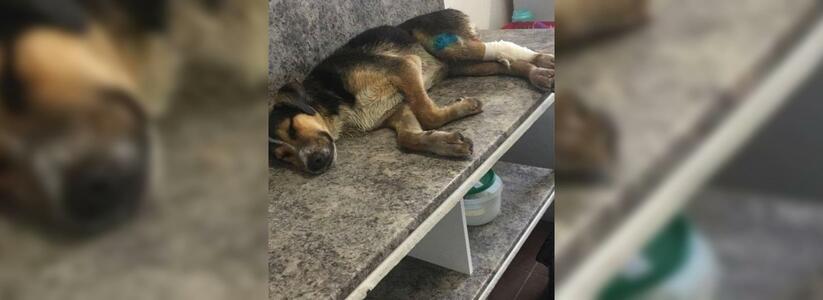Спасатели Новороссийска вытащили пса с переломанными задними лапами из ливневой трубы