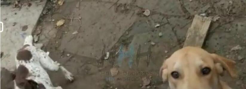 Свора собак у подъезда многоэтажки пугает жителей Новороссийска