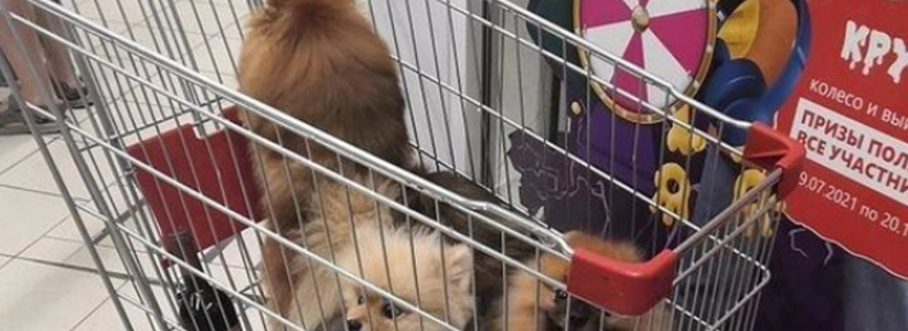 "Общество деградирует!": новороссийцы раздули скандал из-за собак в тележке для продуктов в супермаркете. Но не заметили, что хозяева животных помогают мужчине с эпилепсией