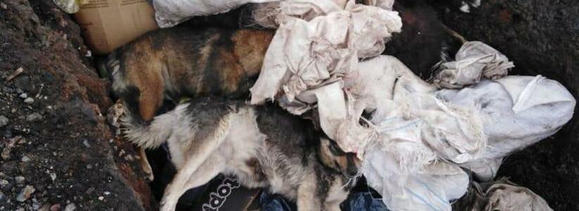 Новороссийцы обнаружили десятки трупов собак, сваленных в кучу рядом с МУП «Полигон»
