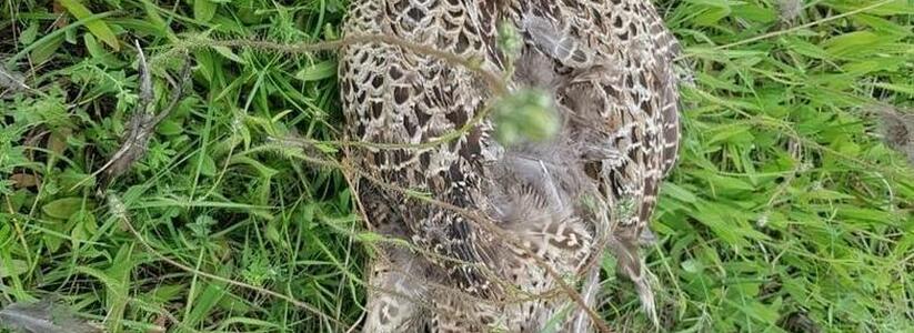 Жители Новороссийска обнаружили в Прилагунье фазана, которого загрызли собаки