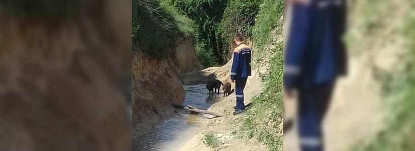 В пригороде Новороссийска спасатели достали из русла реки двух собак