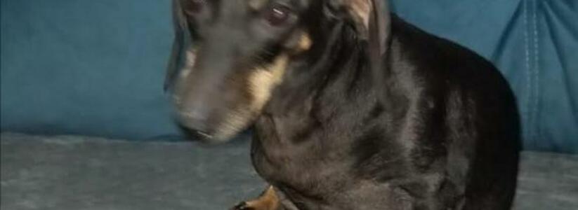 «У меня гематома, у собаки – рассечение!»: в Новороссийске женщина напала на девушку и ее собаку