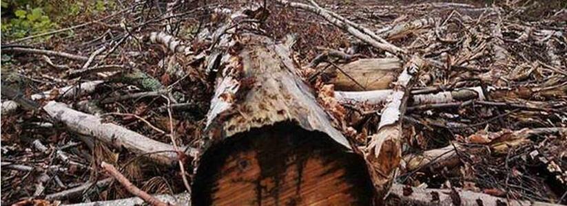 Четыре года тюрьмы грозит жителям Новороссийска за спил 42 деревьев