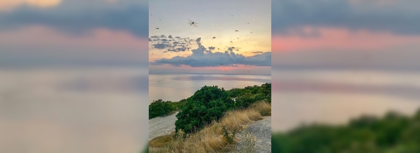 «Закат со стрекозами»: насекомые заполонили Черноморское побережье