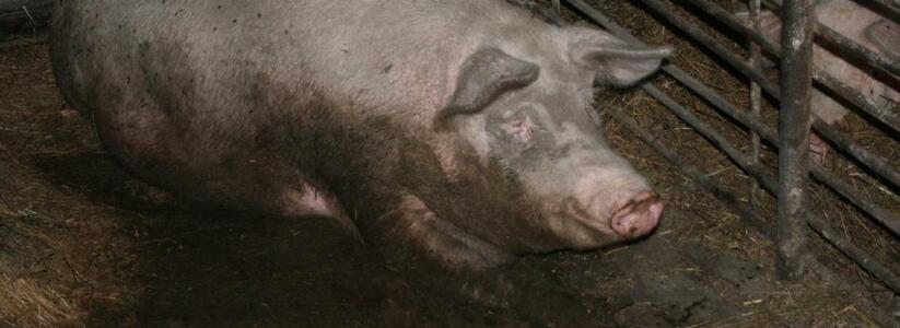 «Эпопея со свинством!» Жители Новороссийска жалуются на соседа, который завел 63 свиньи и коз в черте города