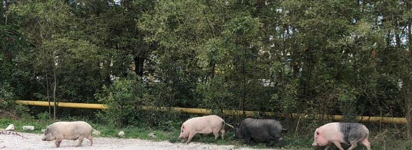 «Бродячий шашлык!»: в пригороде Новороссийска по улице гуляют свиньи
