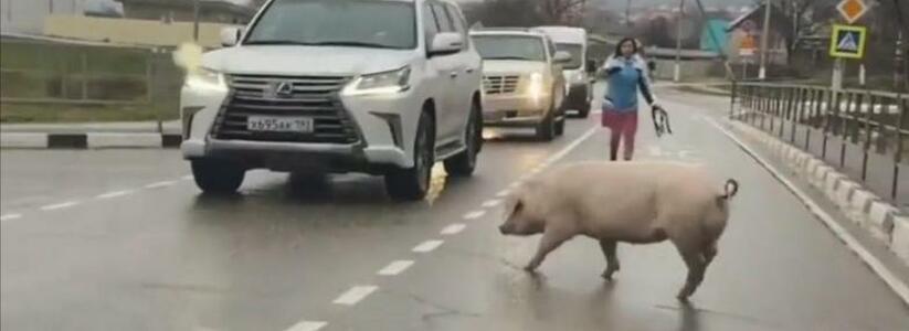 "Бежит на Новогодний стол!": в Новороссийске по дороге бегает свинья