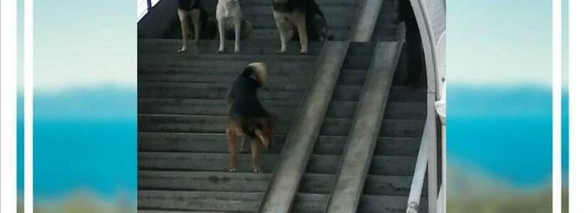 Жители Новороссийска боятся ходить по надземному переходу из-за своры бродячих псов