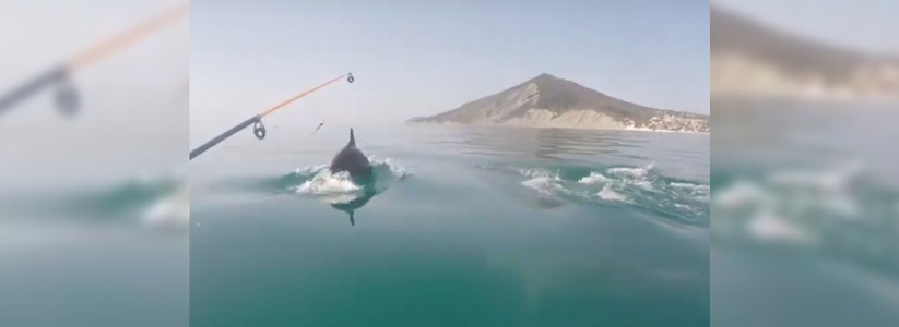 Рыбаки Новороссийска сняли на видео, как дельфины отгоняют ставриду от лодки
