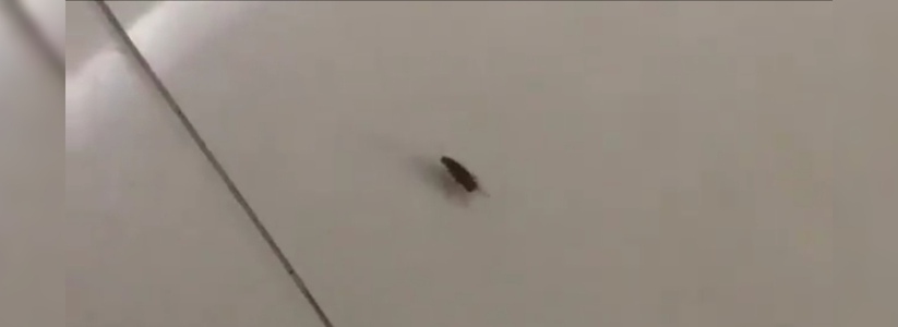 Житель Новороссийска снял на видео, как в одном из крупных торговых центров города бегает таракан