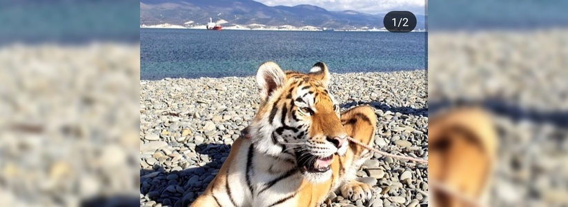 На пляже в Новороссийске хозяева выгуливают на поводке тигрицу