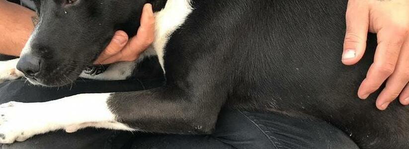 Новороссийцы выкинули пса за забор яхт-клуба: собака упала на припаркованный автомобиль
