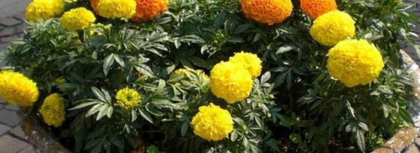 В Новороссийске в этом году высадят более 700 тысяч цветов