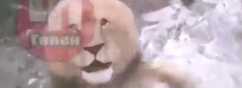 Видео, как лев с яростью бросился на посетителей в «Сафари-парке» Геленджика, набирает популярность в сети