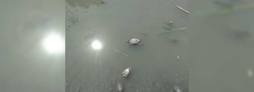 «Гадюшник!»: новороссийцы обеспокоены судьбой черепах, погибающих  в пруду парка Фрунзе