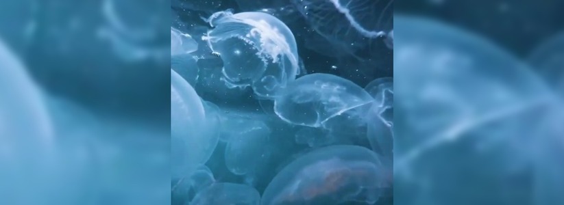 «Морской космос»: фотограф из Новороссийска снял нашествие медуз