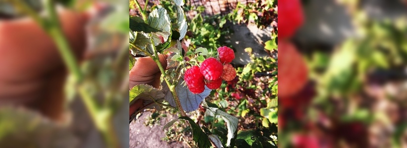 Новороссийцы собирают второй урожай ягод и любуются распустившимися цветами